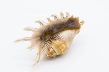 Close-up view of a sea shell on a white background.
