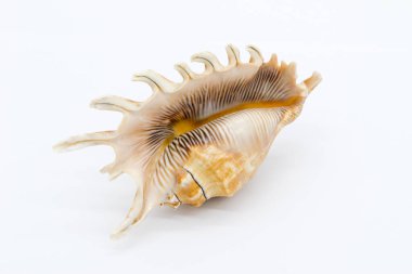 Close-up view of a sea shell on a white background.
