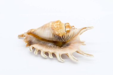 Close-up view of a sea shell on a white background.