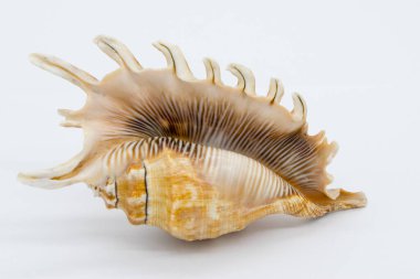 Close-up view of a sea shell on a white background.