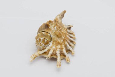 Close-up view of a sea shell on a white background.