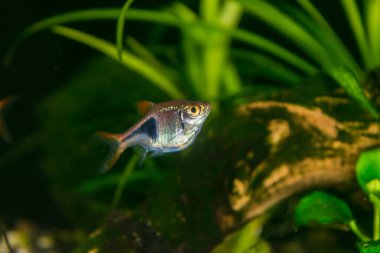 Rasbora heteromorpha akvaryum balığı yeşil bitkilerin arka planında