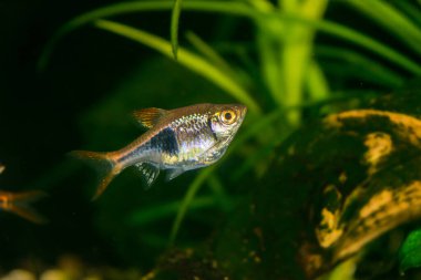 Rasbora heteromorpha akvaryum balığı yeşil bitkilerin arka planında
