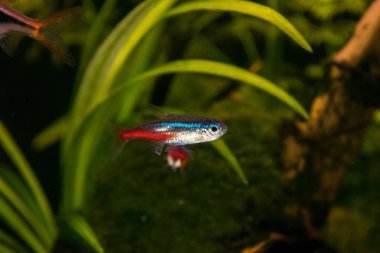 Yeşil bitkilerin arka planında neon innesa akvaryum balığı