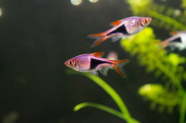 Rasbora heteromorpha akvaryum balığı yeşil bitkilerin arka planında