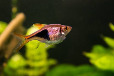 Rasbora heteromorpha akvaryum balığı yeşil bitkilerin arka planında