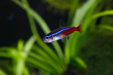 Yeşil bitkilerin arka planında neon innesa akvaryum balığı