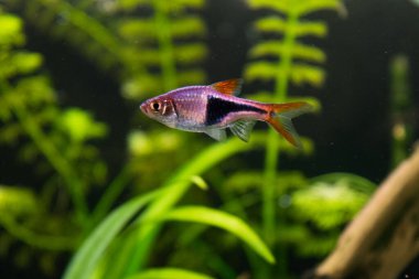 Rasbora heteromorpha akvaryum balığı yeşil bitkilerin arka planında