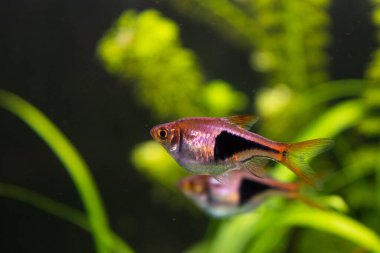 Rasbora heteromorpha akvaryum balığı yeşil bitkilerin arka planında