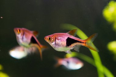 Rasbora heteromorpha akvaryum balığı yeşil bitkilerin arka planında