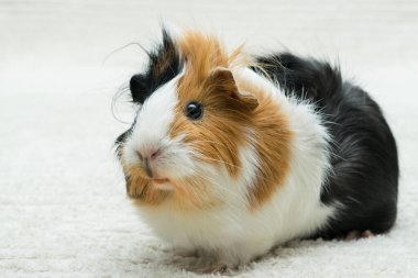 Gine domuzu roseti, genç kobay, arka planda yakın plan görüntüsü.