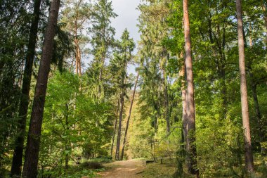 Güzel bir sonbahar ormanı manzarası
