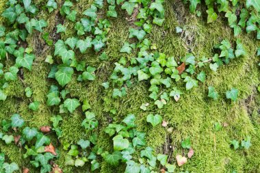 Genel sarmaşık yakın plan, yeşil arkaplan