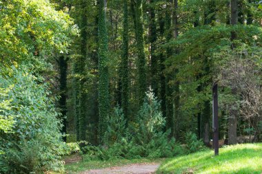 Güzel bir sonbahar ormanı manzarası