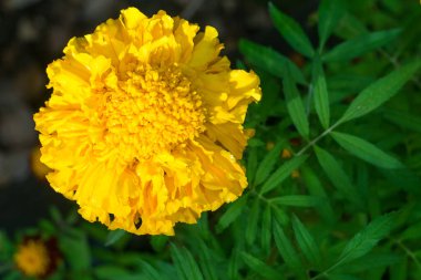 Kadife çiçekleri yakın planda..