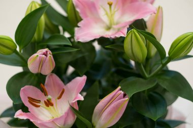 Güzel pembe zambaklar, yeşil yaprakların arka planında.