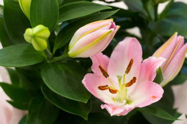 Güzel pembe zambaklar, yeşil yaprakların arka planında.