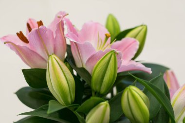 Güzel pembe zambaklar, yeşil yaprakların arka planında.