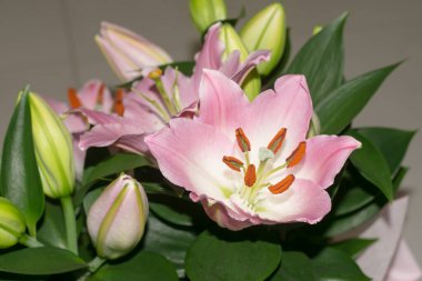 Güzel pembe zambaklar, yeşil yaprakların arka planında.