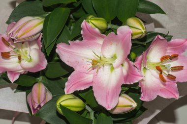 Güzel pembe zambaklar, yeşil yaprakların arka planında.