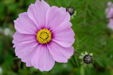 primer plano de flores de loto Rosa hermosa