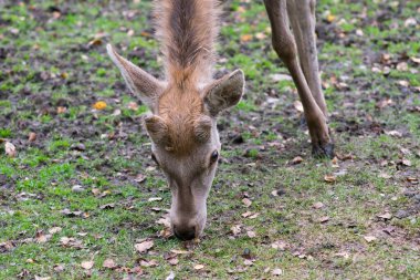 Hayvanat bahçesindeki dişi geyik