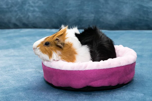 Guinea pig. A young funny guinea pig lies in a pink crib, a pink hammock.