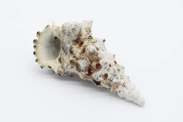 Close-up view of a sea shell on a white background.