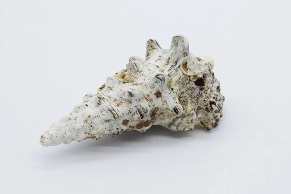 Close-up view of a sea shell on a white background.