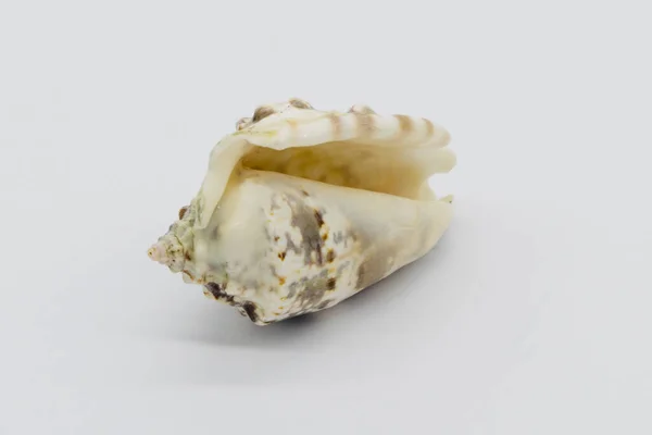 Close-up view of a sea shell on a white background.