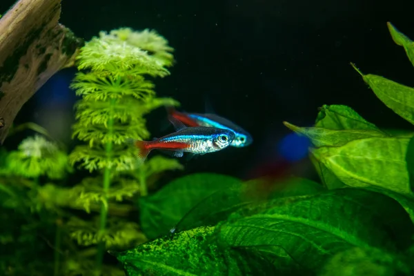Neon Innesa Aquariumvissen Een Achtergrond Van Groene Planten — Stockfoto