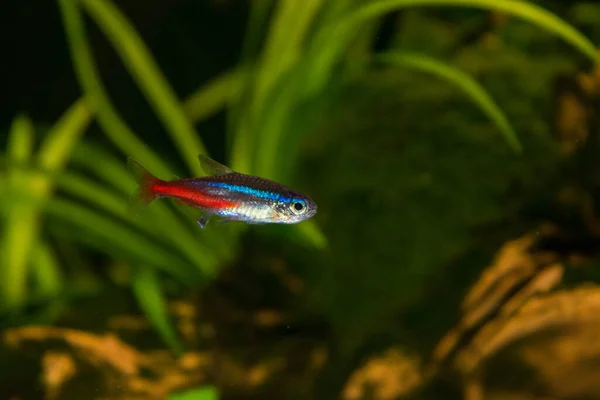 Neon innesa aquarium fish on a background of green plants