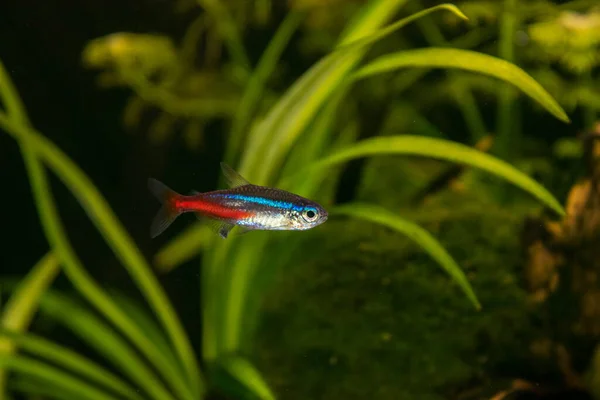 Neon Innesa Aquarienfische Vor Einem Hintergrund Grüner Pflanzen — Stockfoto