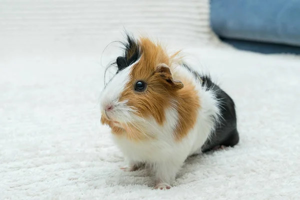 stock image Guinea pig rosette, young guinea pig close-up view on a light background.