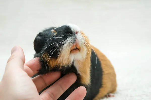 A guinea pig, a man's hand is stroking a pig, a young guinea pig. Close-up view on a light background.