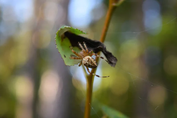 Large Araneus Spider Perched Cobweb Close — Stock Photo, Image