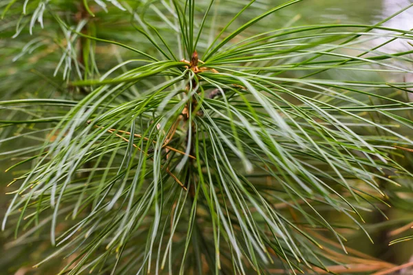 A close-up of a green pine nut