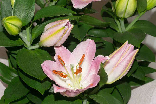 Güzel pembe zambaklar, yeşil yaprakların arka planında.