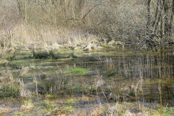 Grönt Fält Översvämmat Med Vatten — Stockfoto