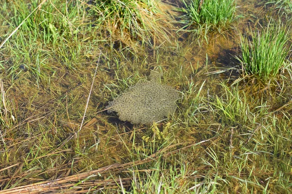 Frog spawn of Rana temporaria. Common frog egs.