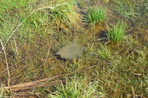 Frog spawn of Rana temporaria. Common frog egs.