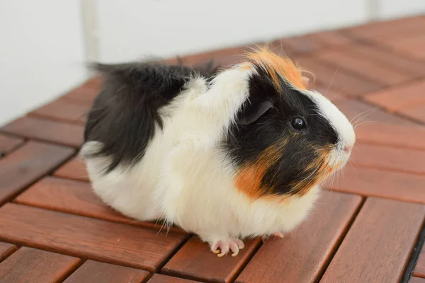 stock image Guinea pig rosette, young guinea pig close-up view on a light background.