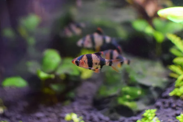 Sumatra Widerhaken Aquarium Nahaufnahme Der Fische — Stockfoto