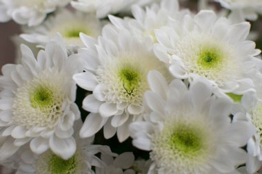 Beyaz kasımpatı çiçekleri yakın planda..