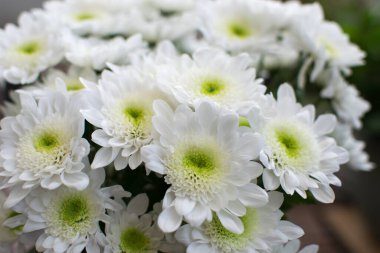 Beyaz kasımpatı çiçekleri yakın planda..