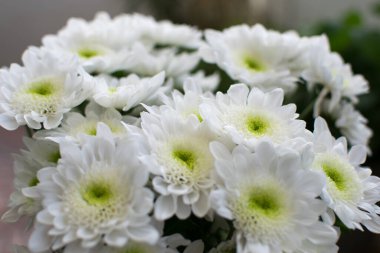 Beyaz kasımpatı çiçekleri yakın planda..