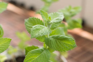 Nane şekeri fabrikası yakın plan..