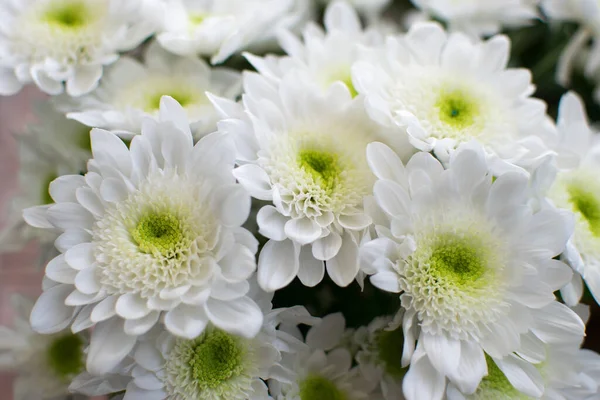 Білі Квіти Хризантеми Букет Квітів Крупним Планом — стокове фото