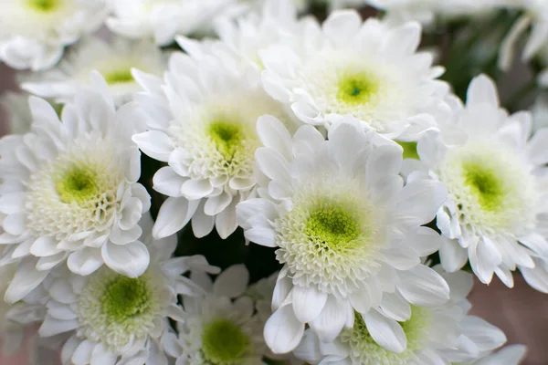 Bílá Chryzantéma Květiny Kytice Květin Close — Stock fotografie