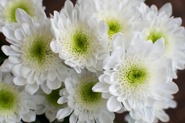 Weiße Chrysanthemen Blühen Blumenstrauß Nahaufnahme — Stockfoto